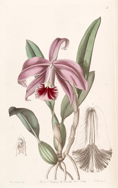 Sophronitis pumila by Miss Drake